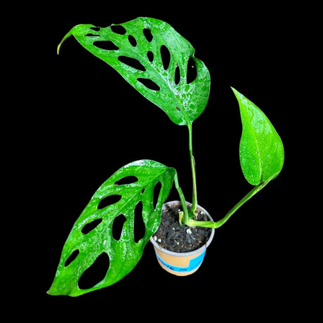 Swiss Chees Plant in a Nursery Pot - Monstera Adansonii - Swees Cheese Potted Plant- Live indoor plant-monstera Pot - air purification plant
