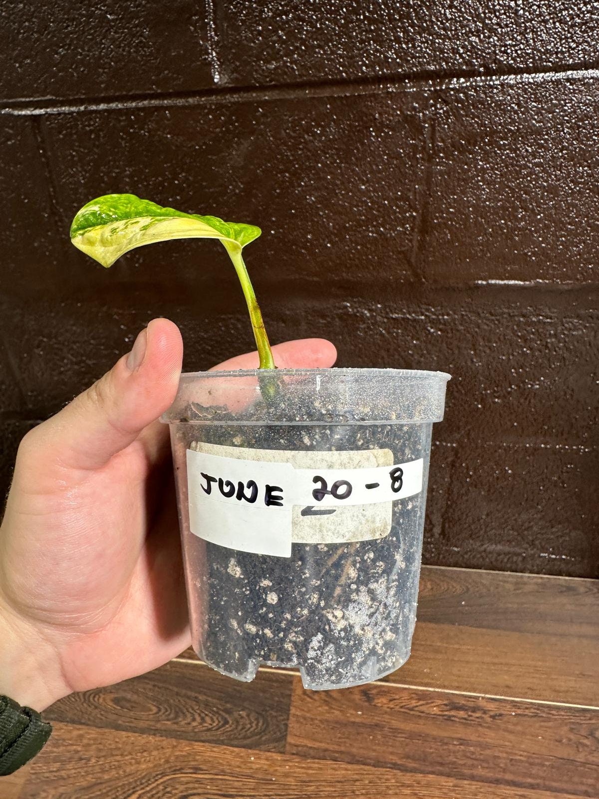 Variegated Monstera Peru in a Nursery Pot | Live Rare Houseplants | Air Purifying Plant | Monstera Peru EXACT SAME Potted Plant - US Seller