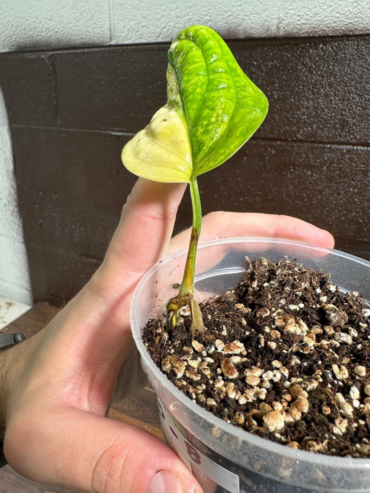 Variegated Monstera Peru in a Nursery Pot | Live Rare Houseplants | Air Purifying Plant | Monstera Peru EXACT SAME Potted Plant - US Seller