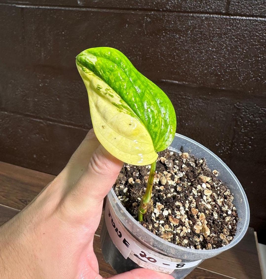 Variegated Monstera Peru in a Nursery Pot | Live Rare Houseplants | Air Purifying Plant | Monstera Peru EXACT SAME Potted Plant - US Seller