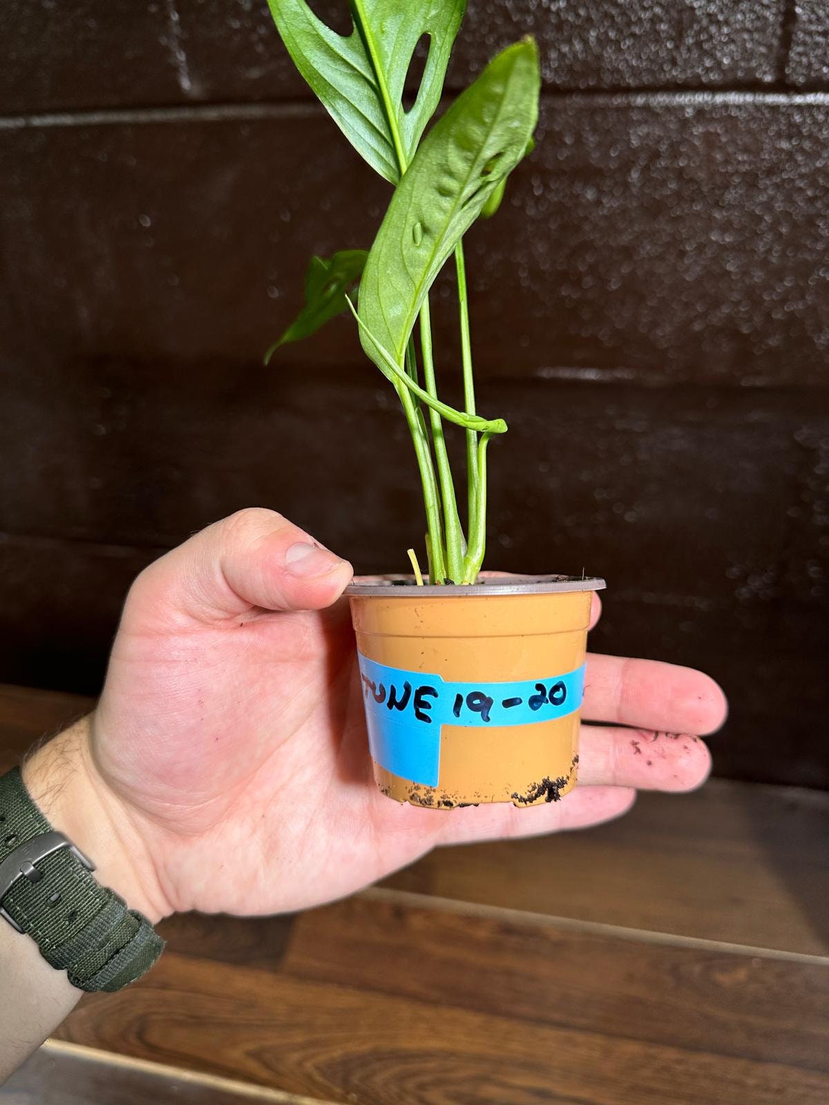 Swiss Chees Plant | Indoor vining houseplant | Gift plant for Birthday | Low light air purifier plant