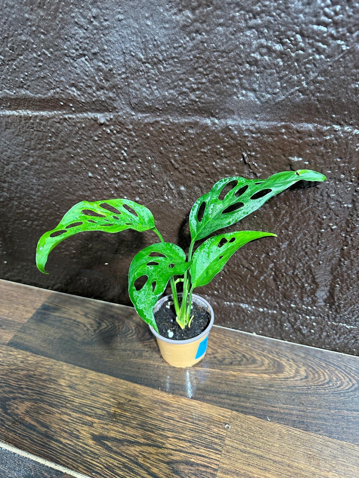 Swiss Chees Plant | Indoor vining houseplant | Gift plant for Birthday | Low light air purifier plant