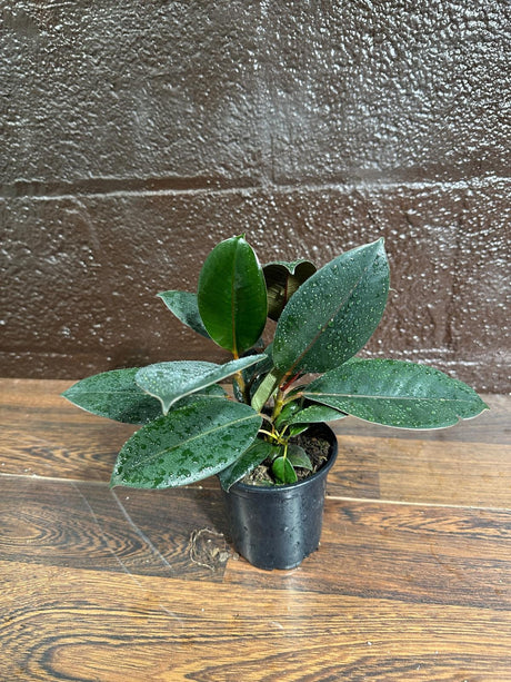 Burgundy Rubber Tree in 4" Pot - Ficus Elastica - Gift Houseplant - Unique Tropical Plants - Easy Care Houseplant - Live Indoor Plant