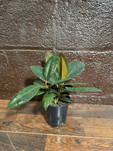 Burgundy Rubber Tree in 4" Pot - Ficus Elastica - Gift Houseplant - Unique Tropical Plants - Easy Care Houseplant - Live Indoor Plant