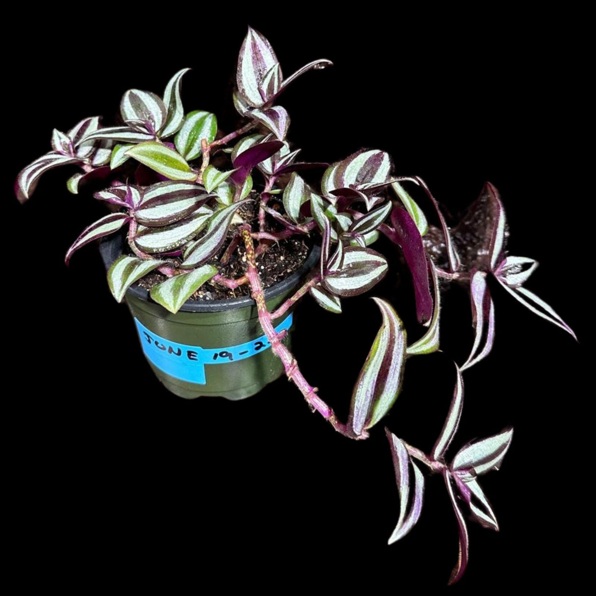 Tradescantia Nanouk Lilac Plant in 4" Pot