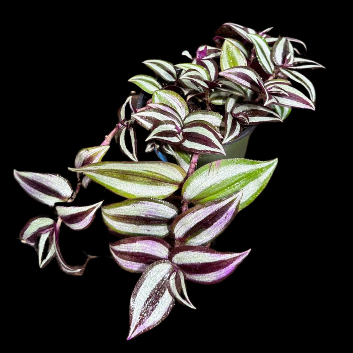 Tradescantia Nanouk Lilac Plant in 4" Pot