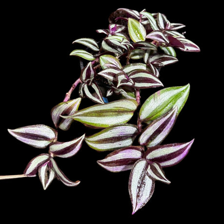 Tradescantia Nanouk Lilac Plant in 4" Pot