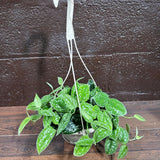 Silver Pothos in a 5" Hanging Basket