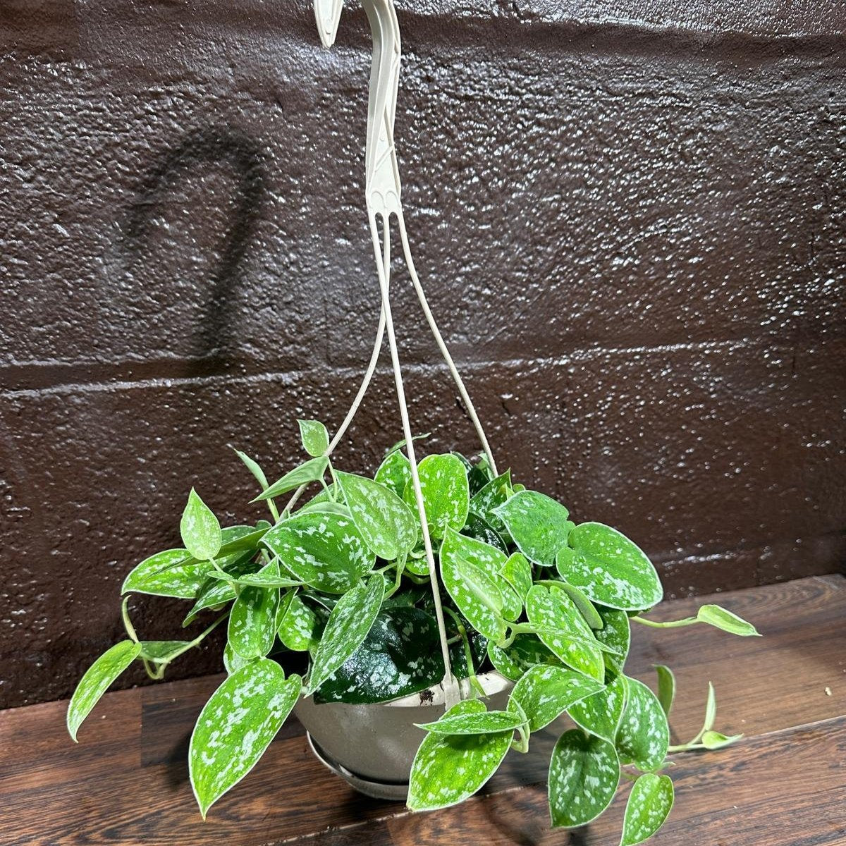 Silver Pothos in a 5" Hanging Basket