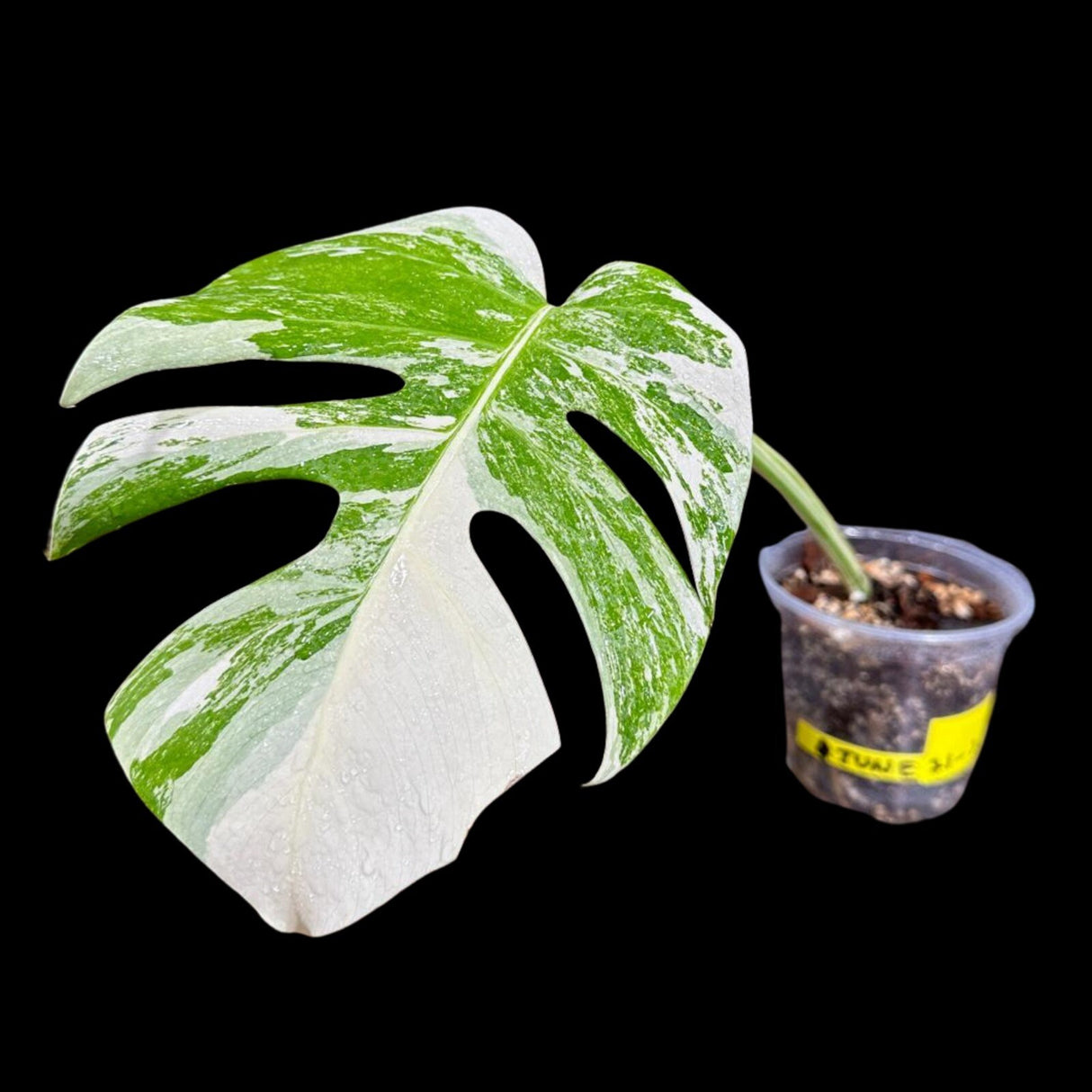 Variegated Monstera Albo Plant in a Nursery Pot - Highly Variegated Monstera ALBO Top Cut Potted - US SELLER - Rare Collector Plant
