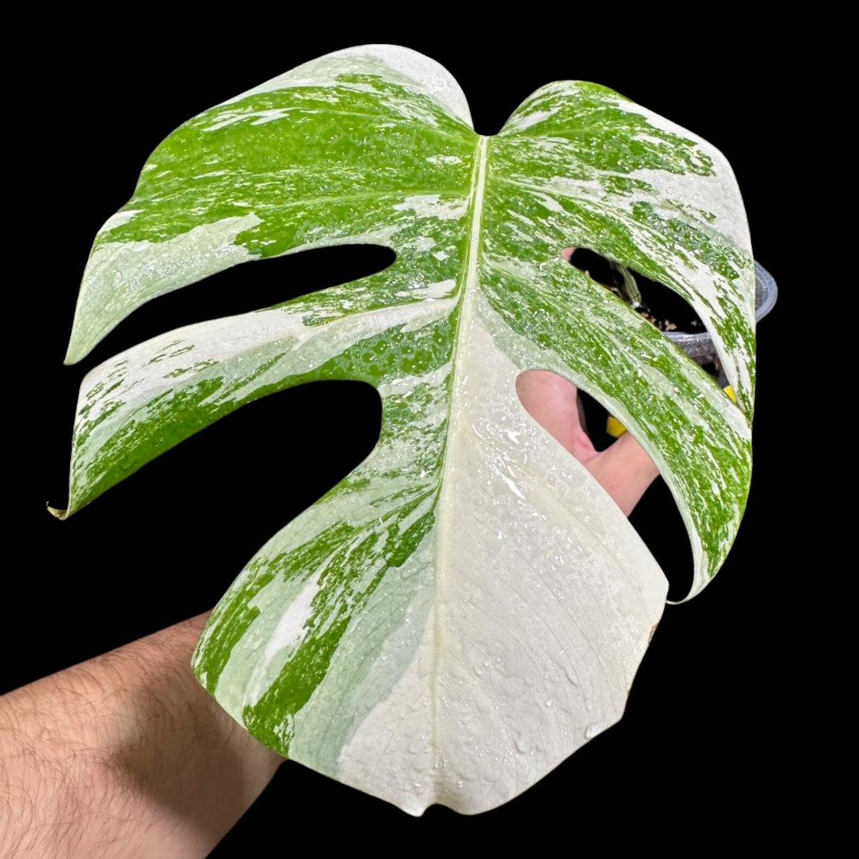 Variegated Monstera Albo Plant in a Nursery Pot - Highly Variegated Monstera ALBO Top Cut Potted - US SELLER - Rare Collector Plant