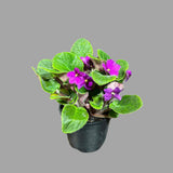 African Violet Live Flower Plant in a Nursery Pot