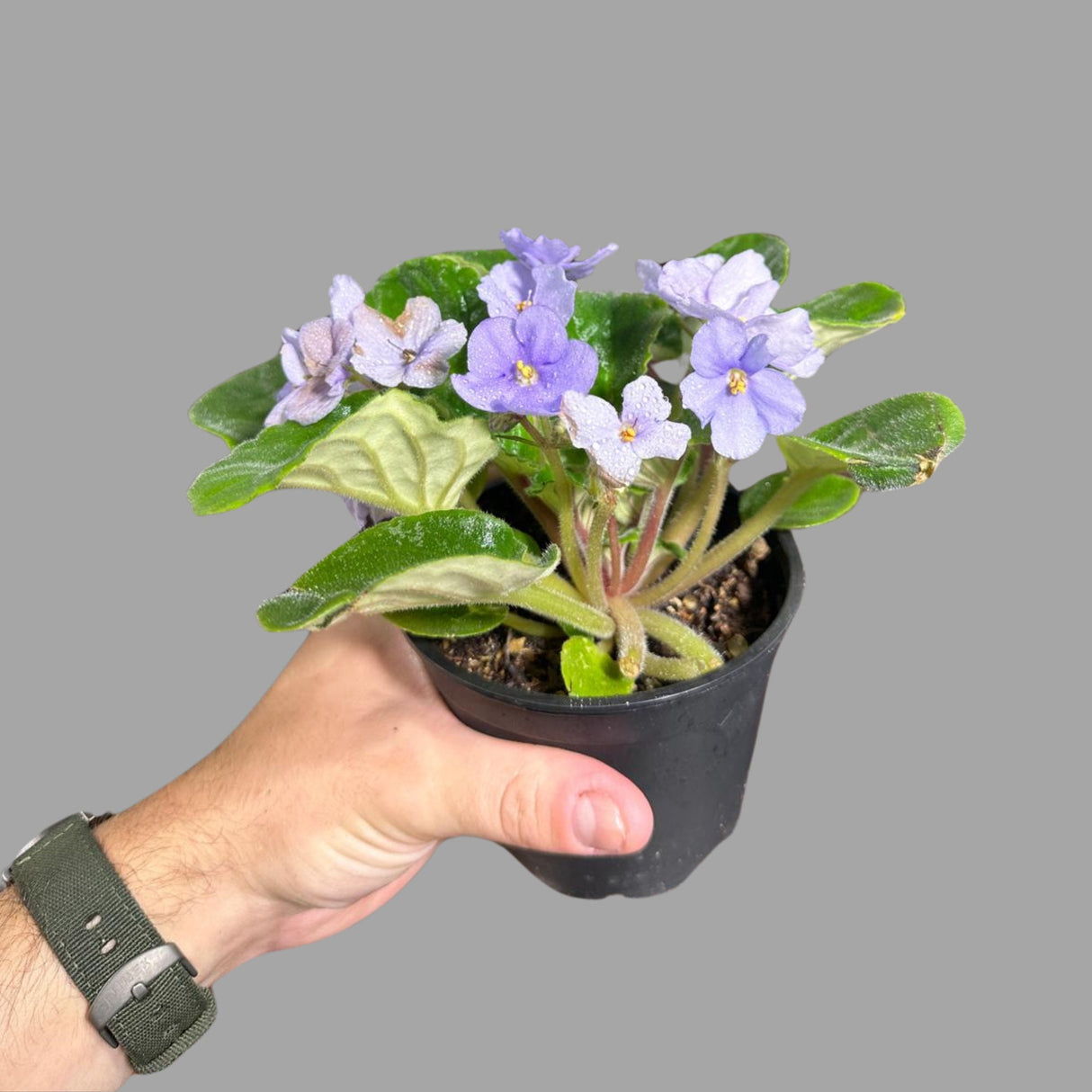 African Violet Live Plant in a Nursery Pot