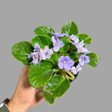 African Violet Live Plant in a Nursery Pot