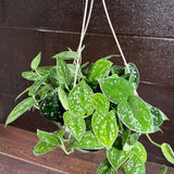 Silver Pothos in a 5" Hanging Basket