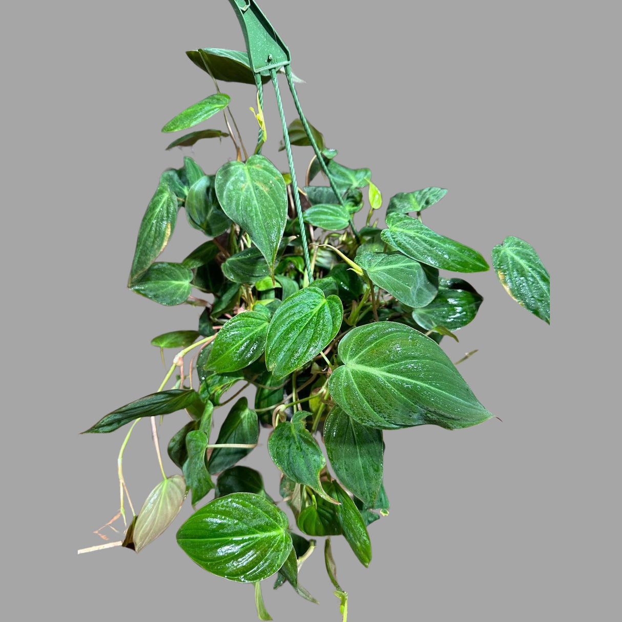 Philodendron Micans Velvet in a 4" Hanging Basket -Velvet Leaf-Heartleaf Philodendron-Rare Indoor Plant-Rare Hirt's - Easycare Houseplant