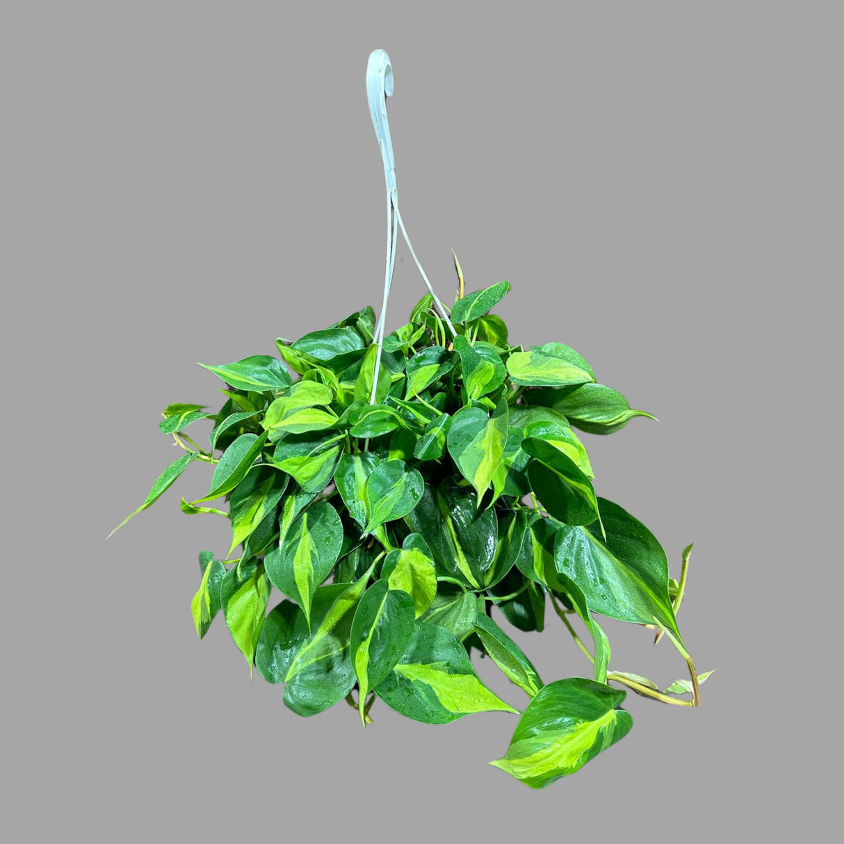 Rare Brazilian philodendron in a 8" Hanging Basket- Philodendron Brazil - Philodendron Hederaceum