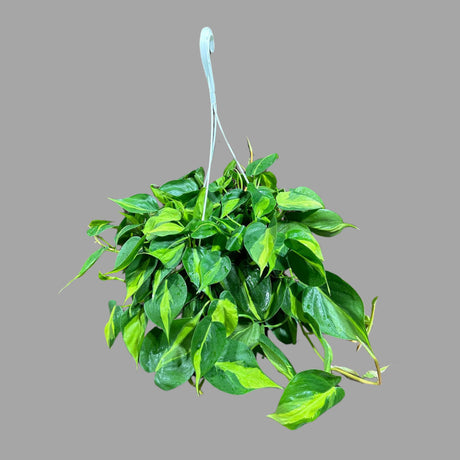 Rare Brazilian philodendron in a 8" Hanging Basket- Philodendron Brazil - Philodendron Hederaceum