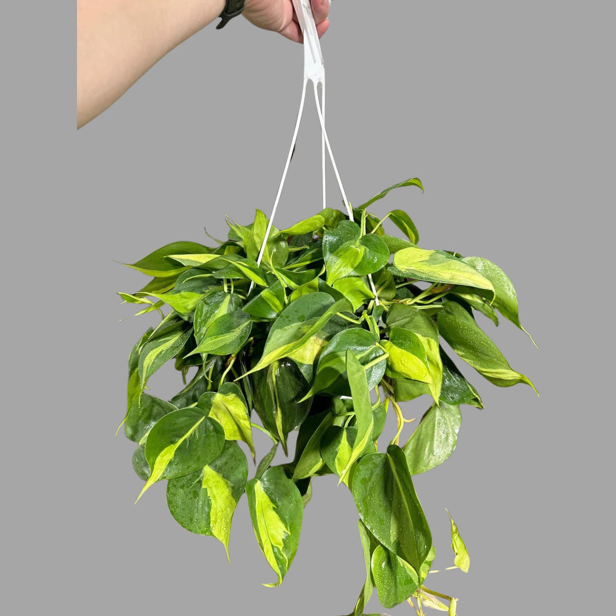 Rare Brazilian philodendron in a 8" Hanging Basket- Philodendron Brazil - Philodendron Hederaceum