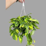 Rare Brazilian philodendron in a 8" Hanging Basket- Philodendron Brazil - Philodendron Hederaceum