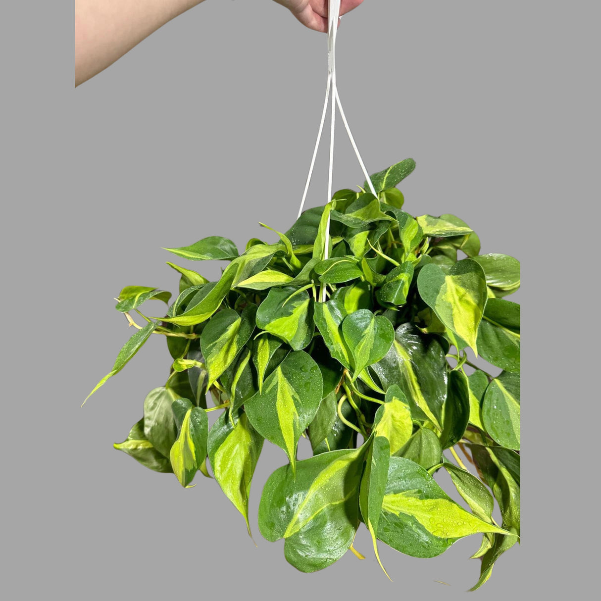 Rare Brazilian philodendron in a 8" Hanging Basket- Philodendron Brazil - Philodendron Hederaceum