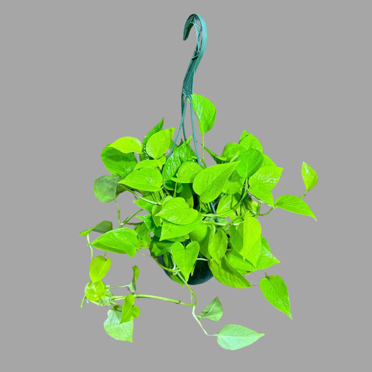 Lemon Lime Philodendron in a Hanging Basket - Neon philodendron- Philodendron Cordatum - Hederaceum - Lemon Lime - Neon Cordatum