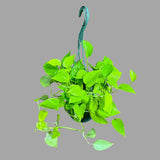 Lemon Lime Philodendron in a Hanging Basket - Neon philodendron- Philodendron Cordatum - Hederaceum - Lemon Lime - Neon Cordatum