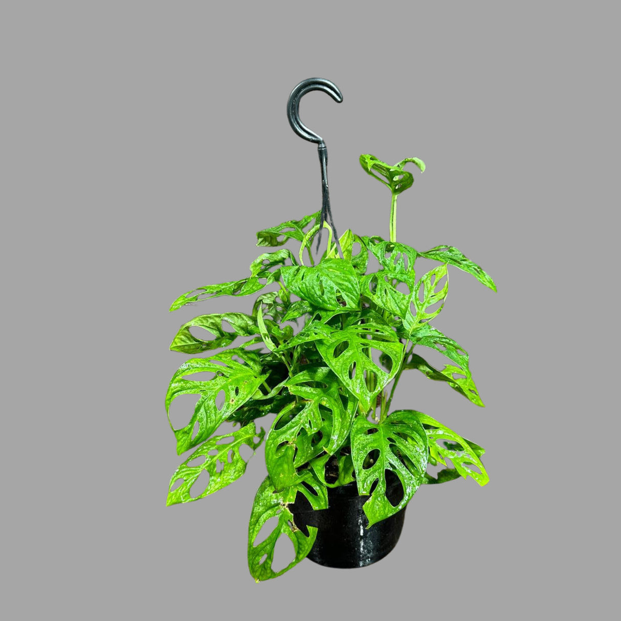Swiss Chees Plant in a Hanging Basket | Indoor Vining Houseplant | Low light air Purifier Plant - Monstera adansonii - US Seller
