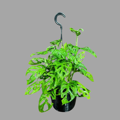 Swiss Chees Plant in a Hanging Basket | Indoor Vining Houseplant | Low light air Purifier Plant - Monstera adansonii - US Seller