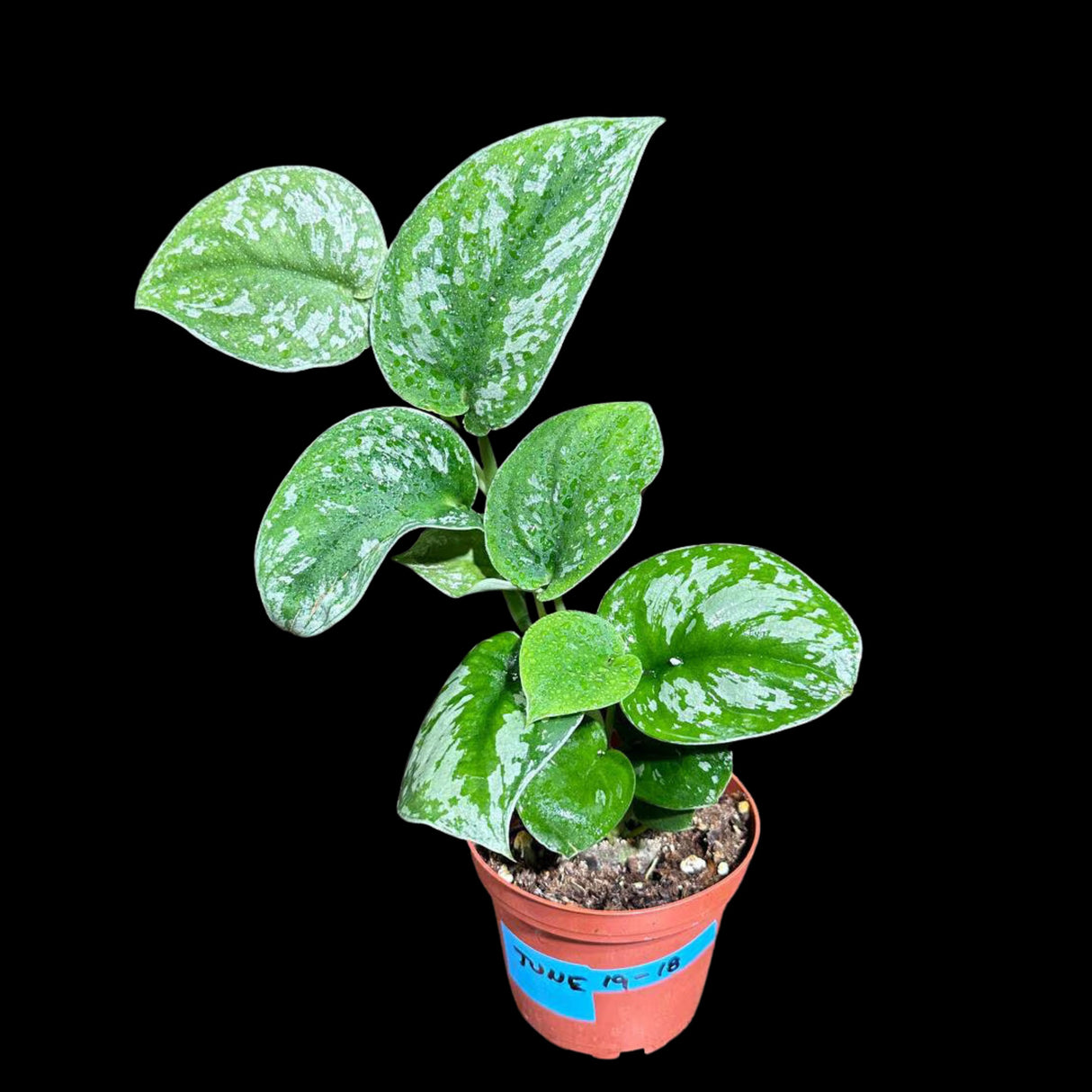 Silver Pothos Potted Plant