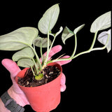 Silver Pothos Potted Plant