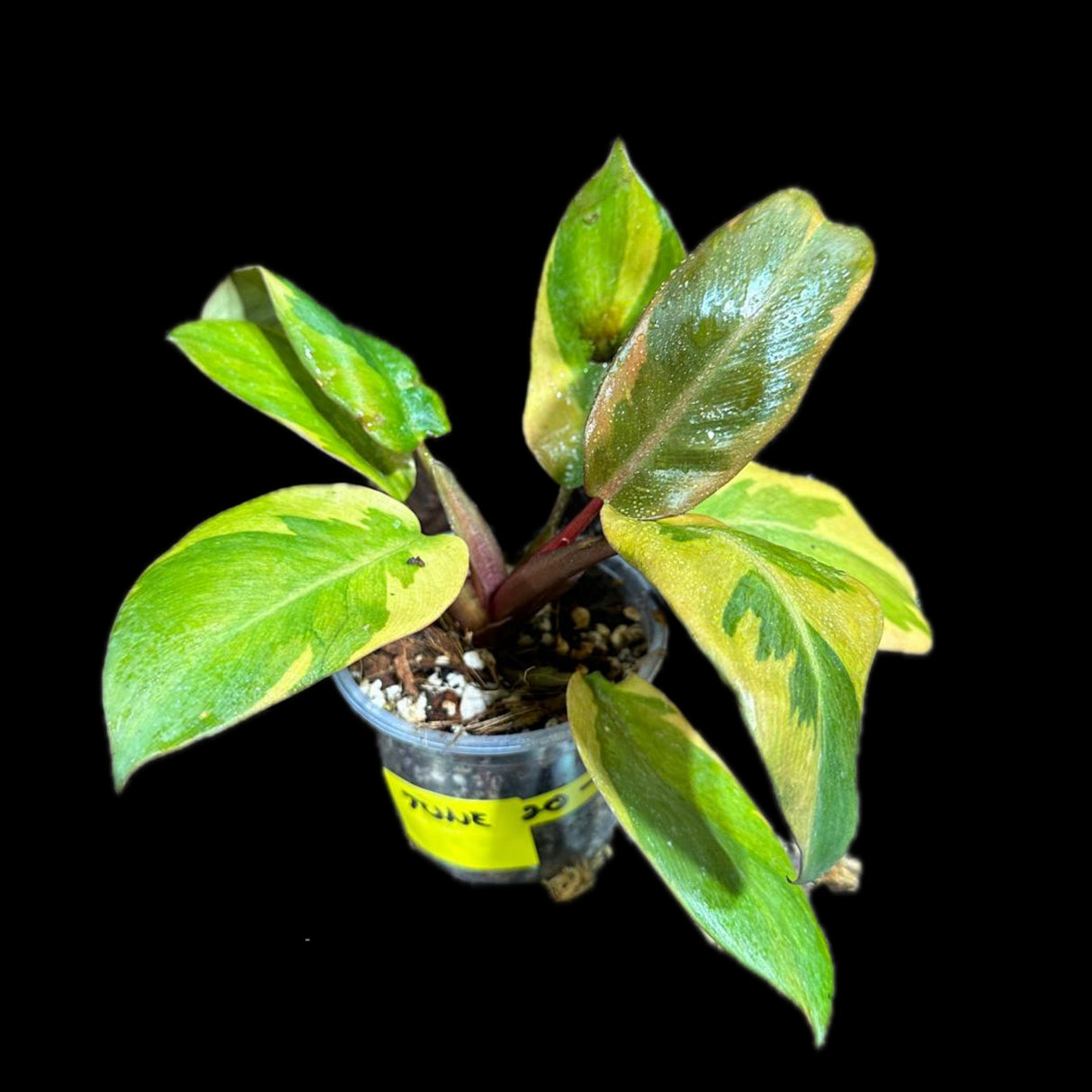 Variegated Black Cardinal Philodendron - EXTREMELY RARE - Collector Plant - Same Plant - US Seller - Very Hard to come by