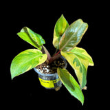 Variegated Black Cardinal Philodendron - EXTREMELY RARE - Collector Plant - Same Plant - US Seller - Very Hard to come by