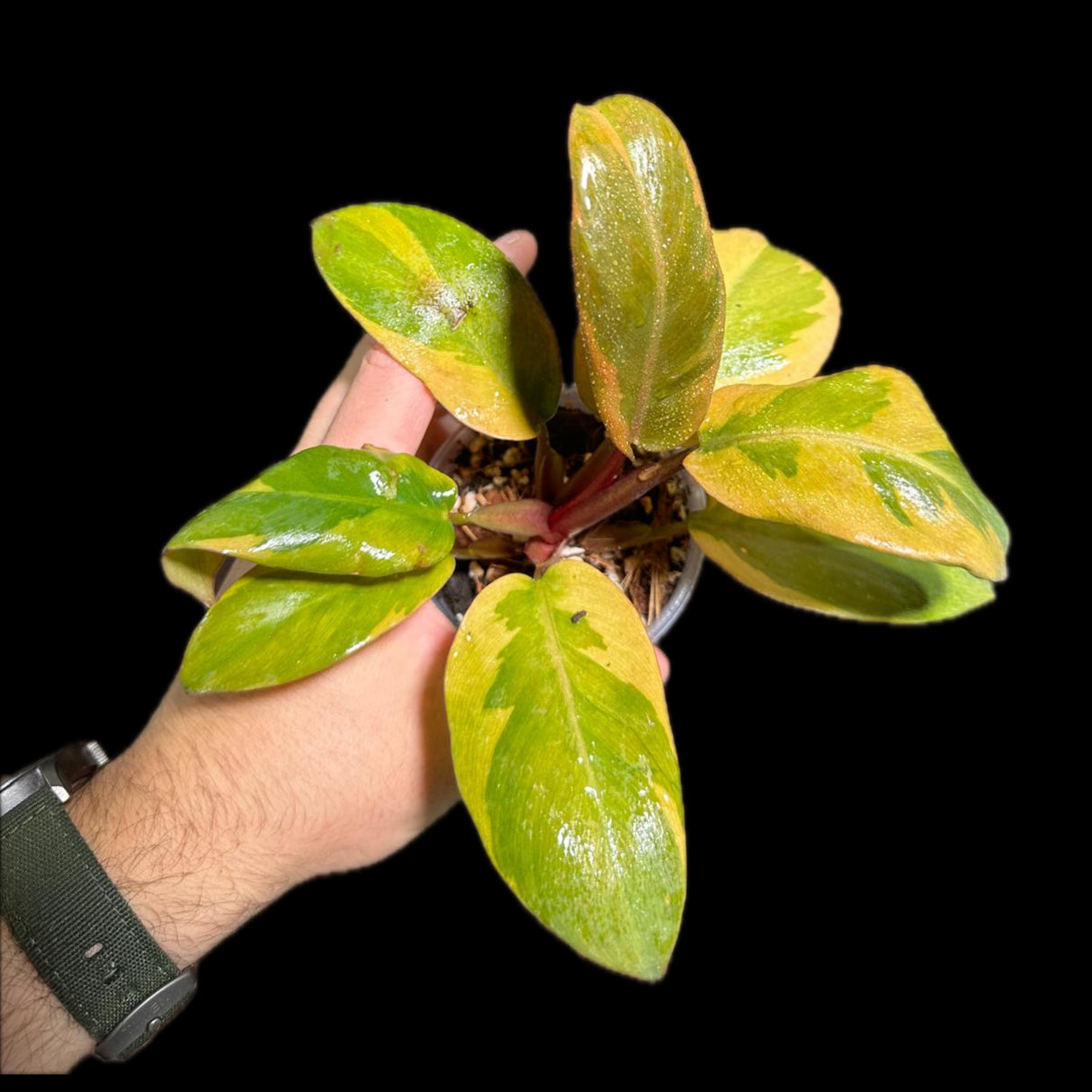 Variegated Black Cardinal Philodendron - EXTREMELY RARE - Collector Plant - Same Plant - US Seller - Very Hard to come by