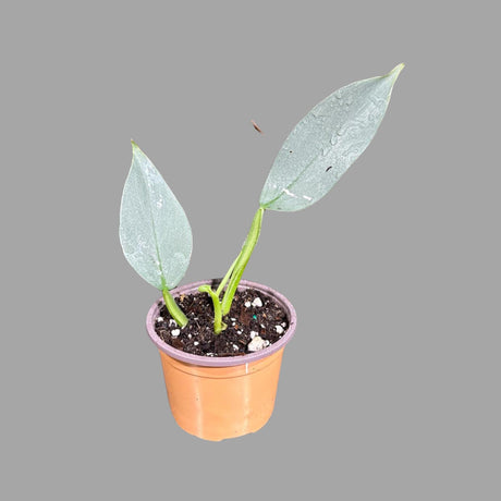 Philodendron Silver Sword Plant in a 2" Pot| Indoor & Outdoor Live House plant | Unique Tropical Plants | Office Plant, Gift Plants