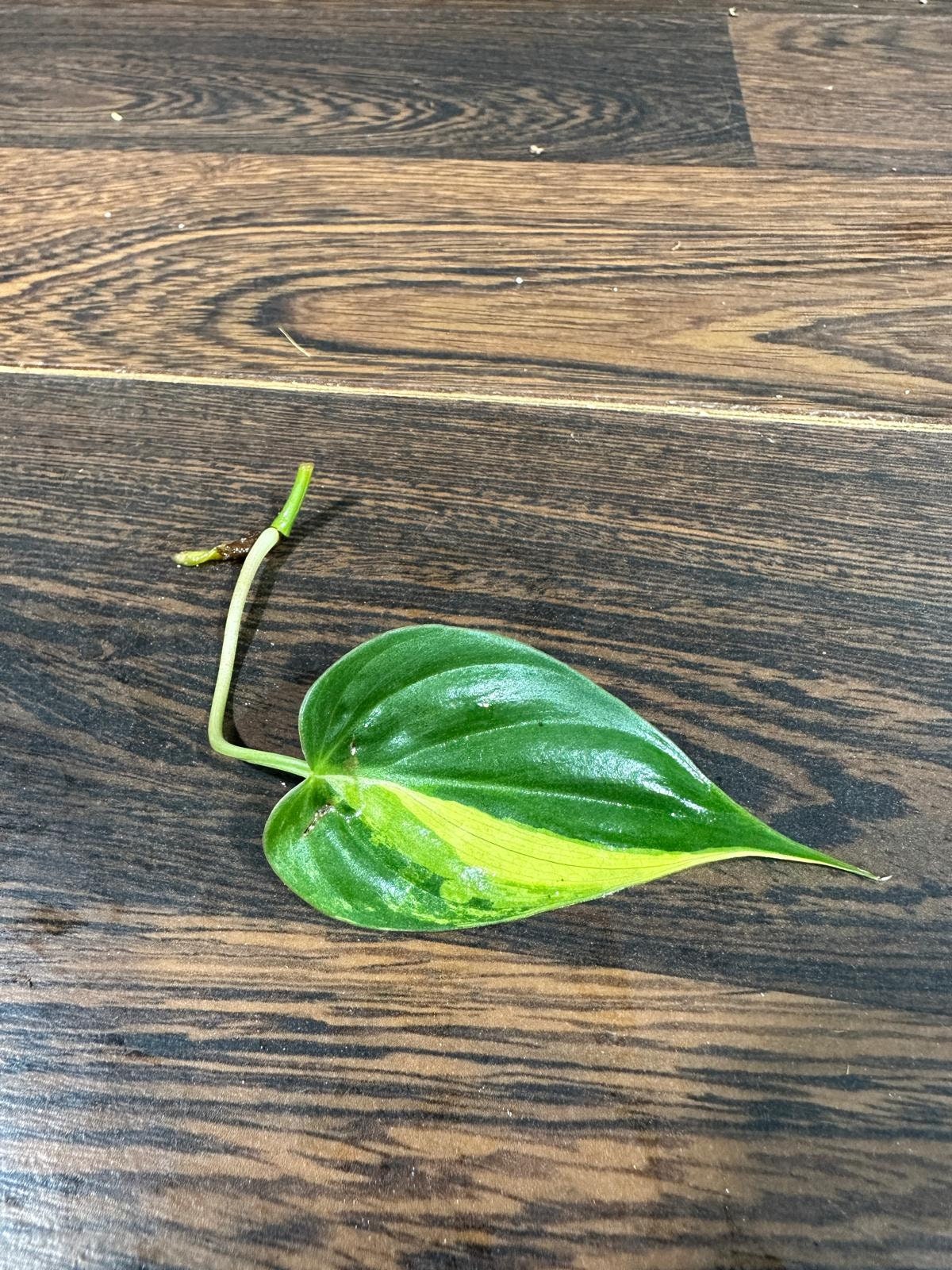 Rare Variegated Philodendron Mican Aurea High Variegated Leaf Cutting - Beginners Plant - Rare Collector Plant - US Seller