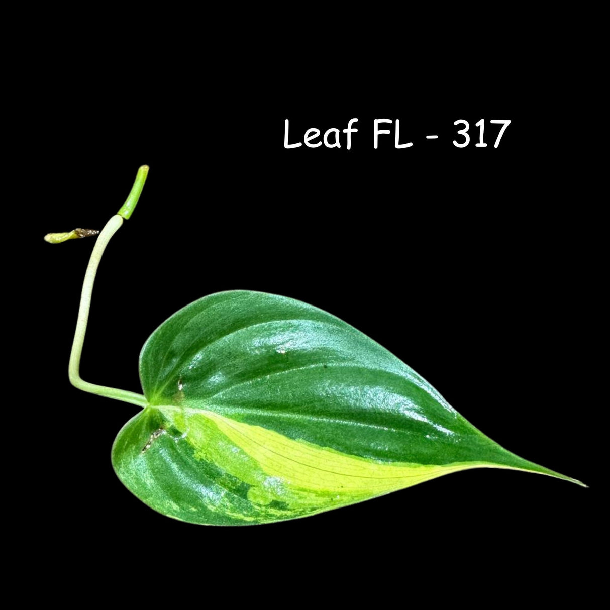 Rare Variegated Philodendron Mican Aurea High Variegated Leaf Cutting - Beginners Plant - Rare Collector Plant - US Seller