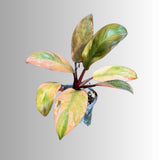 Variegated Black Cardinal Philodendron - EXTREMELY Rare Collector Plant - US Seller - Very Hard to come by - Rare Pink and Black Plant