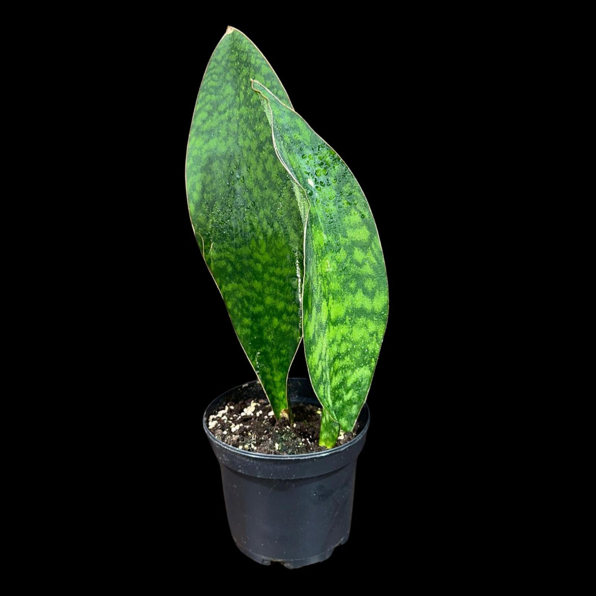 Sansevieria Masoniana in a Nursery Pot