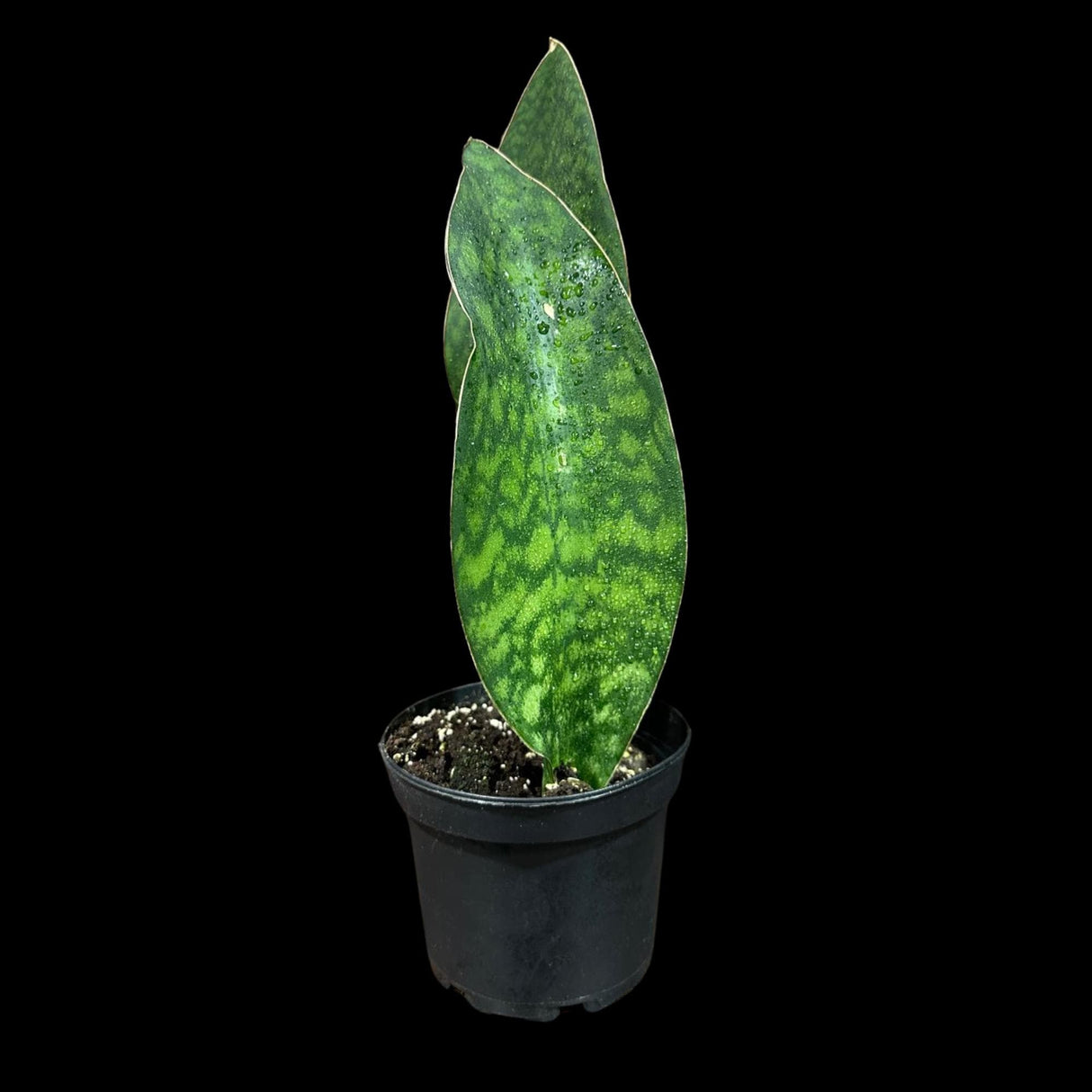 Sansevieria Masoniana in a Nursery Pot