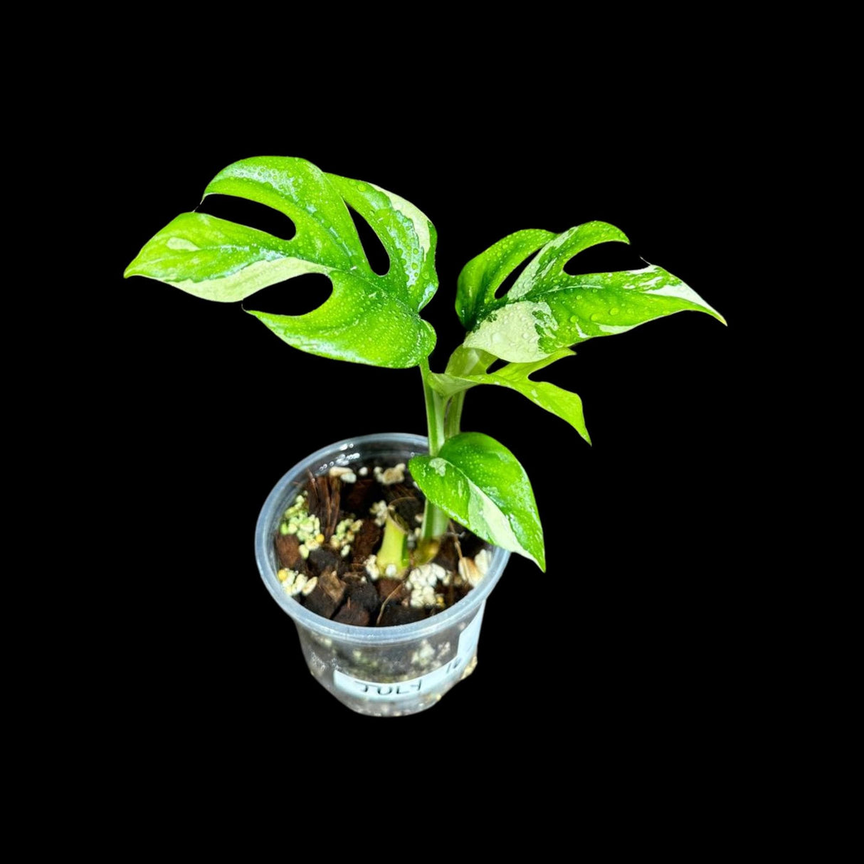 Rare Variegated Rhaphidophora Tetrasperma Albo in a Nursery Pot - Rare Mini Tetrasperma - Beginners Plant - US Seller - Grower's Choice