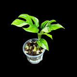 Rare Variegated Rhaphidophora Tetrasperma Albo in a Nursery Pot - Rare Mini Tetrasperma - Beginners Plant - US Seller - Grower's Choice