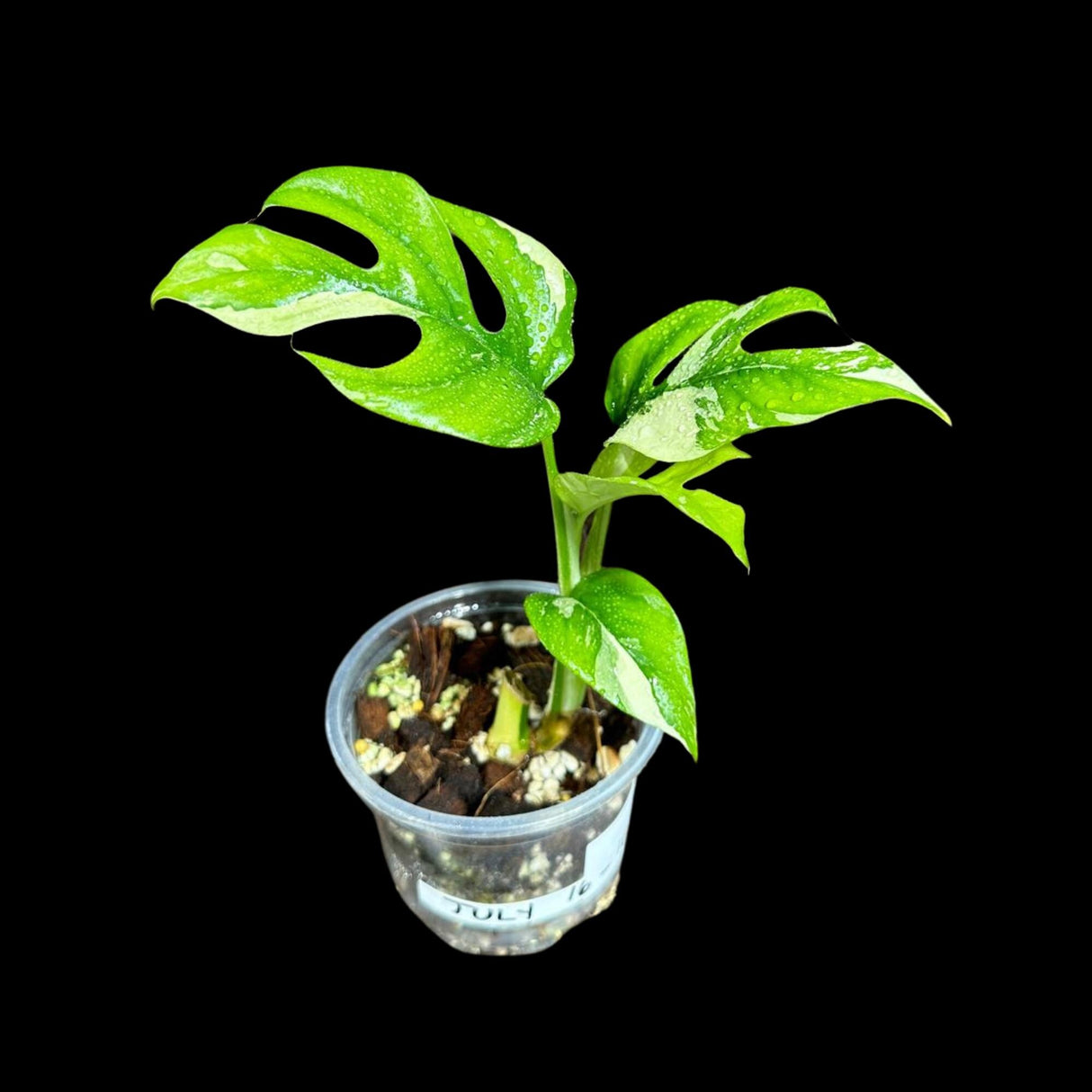 Rare Variegated Rhaphidophora Tetrasperma Albo in a Nursery Pot - Rare Mini Tetrasperma - Beginners Plant - US Seller - Grower's Choice