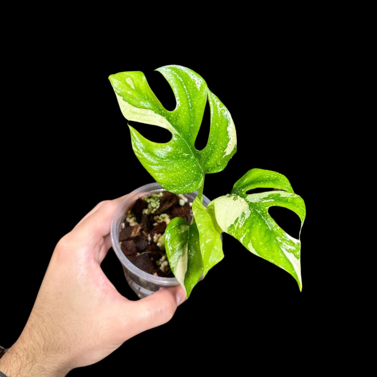 Rare Variegated Rhaphidophora Tetrasperma Albo in a Nursery Pot - Rare Mini Tetrasperma - Beginners Plant - US Seller - Grower's Choice