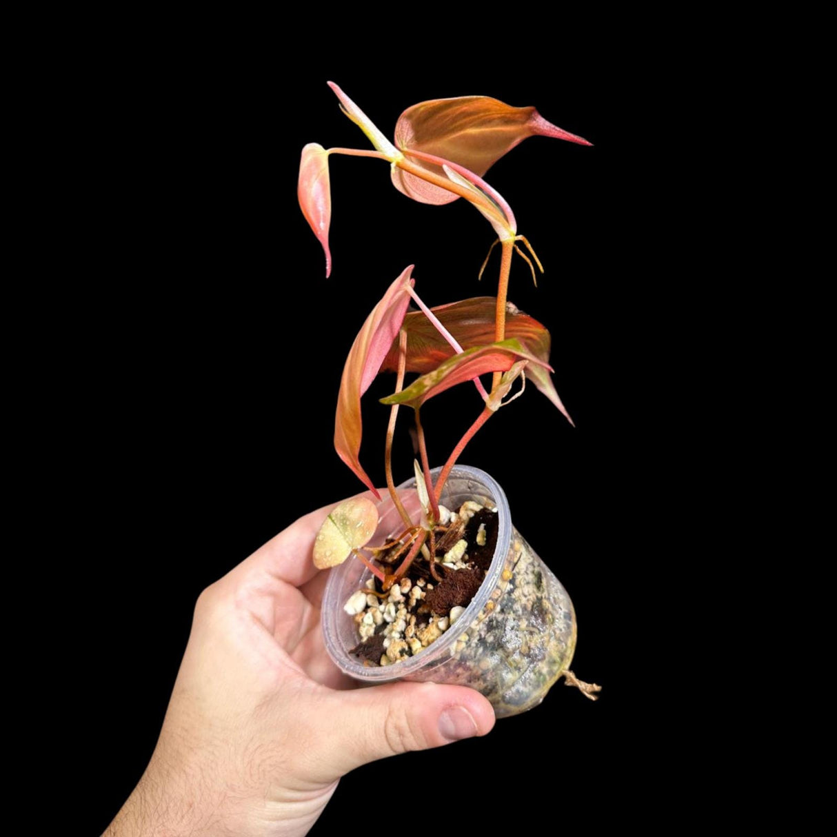 Rare Variegated Philodendron Mican Aurea in a Nursery Pot - Micans Plant - Low Light Indoor Plant - Easy Houseplant - Potted Plant