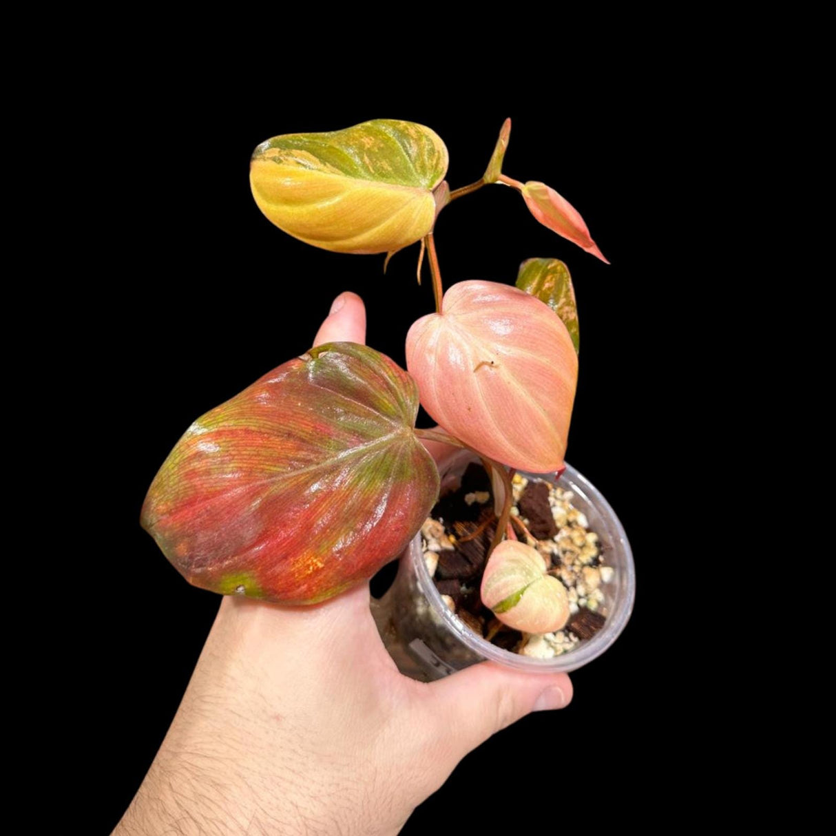 Rare Variegated Philodendron Mican Aurea in a Nursery Pot - Micans Plant - Low Light Indoor Plant - Easy Houseplant - Potted Plant