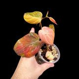 Rare Variegated Philodendron Mican Aurea in a Nursery Pot - Micans Plant - Low Light Indoor Plant - Easy Houseplant - Potted Plant