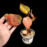 Rare Variegated Philodendron Mican Aurea in a Nursery Pot - Micans Plant - Low Light Indoor Plant - Easy Houseplant - Potted Plant