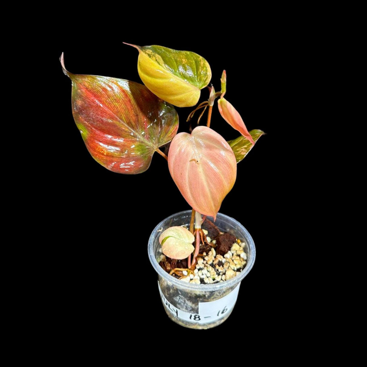 Rare Variegated Philodendron Mican Aurea in a Nursery Pot - Micans Plant - Low Light Indoor Plant - Easy Houseplant - Potted Plant