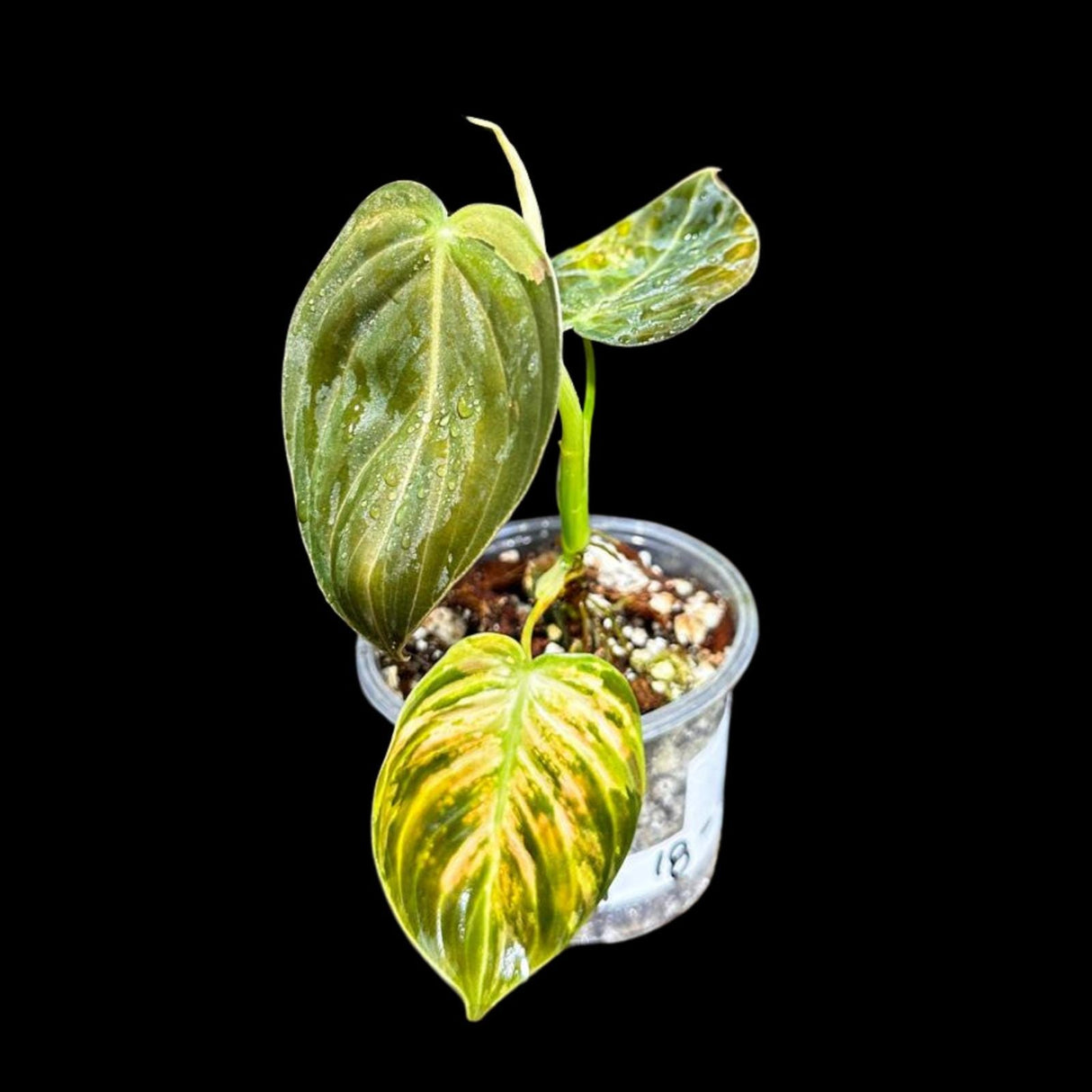 Rare Variegated Philodendron Mican Aurea in a Nursery Pot - Variegated Mican Potted Plant - US SELLER - SAME Potted Plant